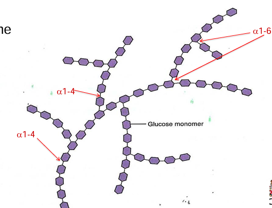 <p>n &gt; 12-hundreds</p><p>variations can occur in the chain: monosaccharides, glycosidic bonds, branch points, structure</p><p>example: amylopectin branched every 24-30 residues</p>