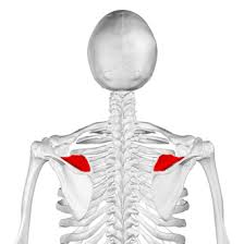 <p>name this bone or bone marking</p>