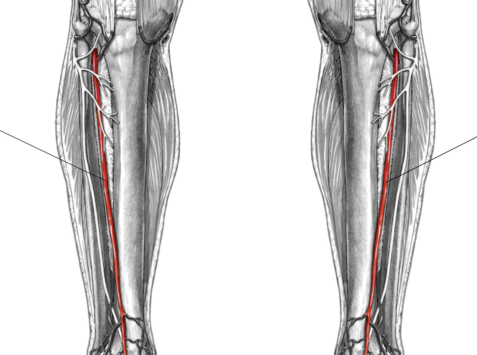 <p>Which arteries:</p><ul><li><p>On anterior and lateral side of tibia bone</p></li></ul><p></p>