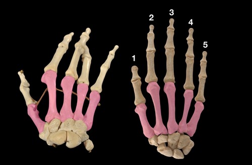 <p>(p.); bones of the palm</p>