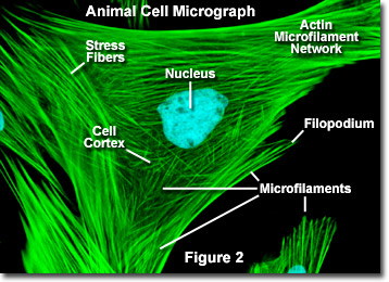<p>The cell cortex (or actin cortex) is a specialized, thin network of actin filaments, myosin motors, and actin-binding proteins located directly beneath the plasma membrane of most animal cells. It acts as a structural scaffold to maintain cell shape, regulate surface tension, and facilitate movement, division, and structural integrity. </p><p>It acts as a mechanical shell that regulates cell shape, surface tension, and rigidity while enabling cell division (cytokinesis) and migration. </p>