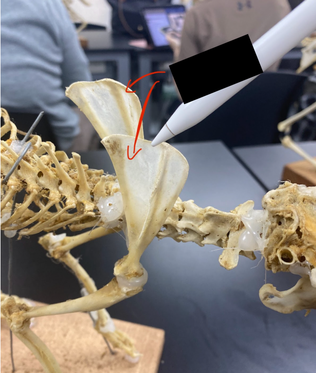 <p>What part is this&nbsp;</p>