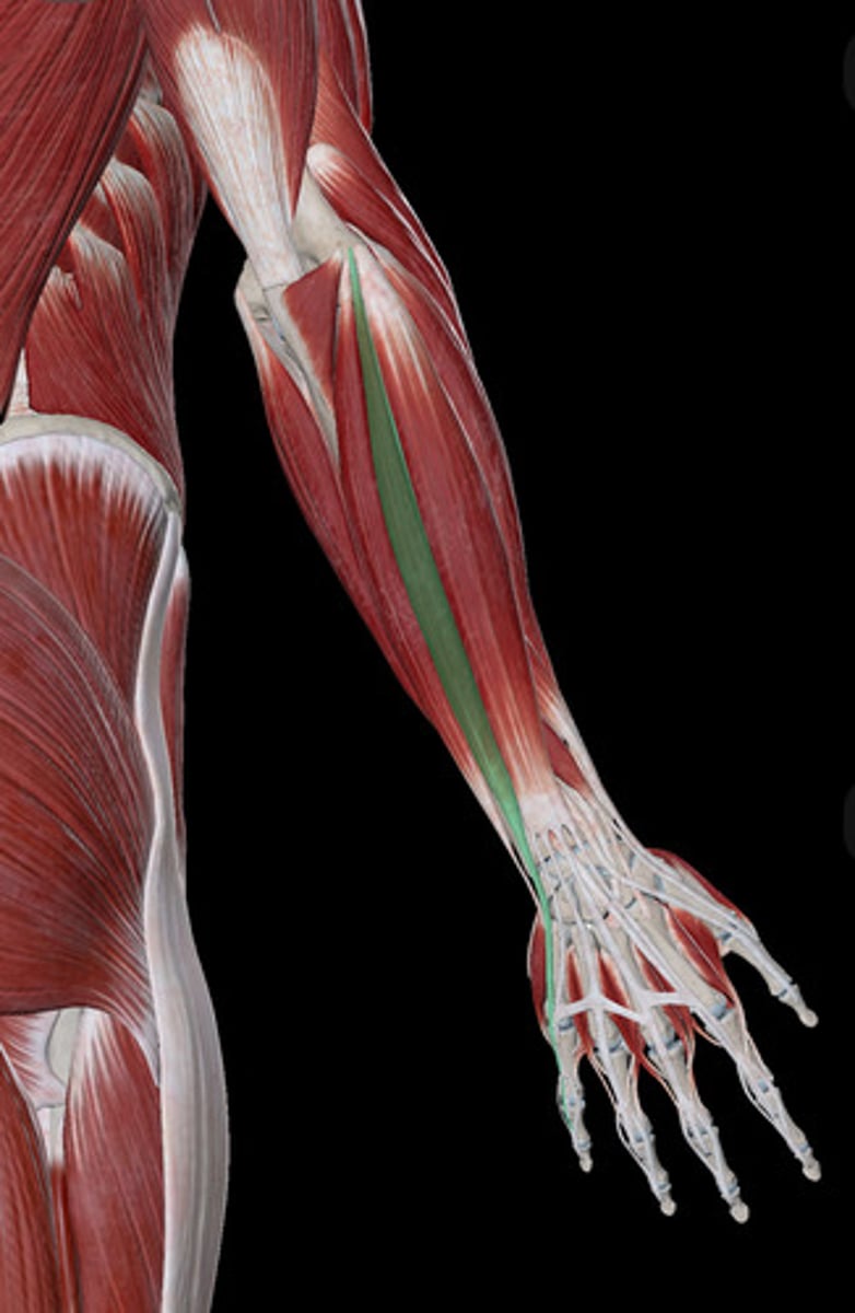<p>Muscle that extends the little finger.</p><p>arms and shoulder muscles</p>