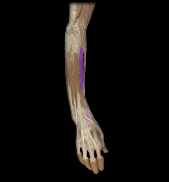 <p>posterior of the forearm, lateral to extensor carpi radialis longus, extension &amp; abduction @ wrist</p>