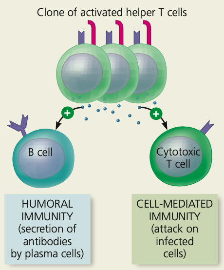 **The central role of helper T cells in humoral and cell-mediated immune responses.**

\

8. All clones have receptors for the ____ antigen and secrete other cytokines
9. These cytokines help activate B cells and _____ T cells with the same antigen specificity