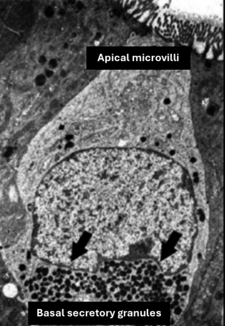 <p>Identification</p>