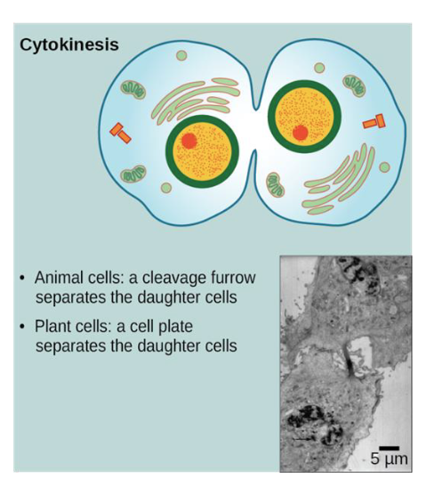 <p>cytokinesis</p>