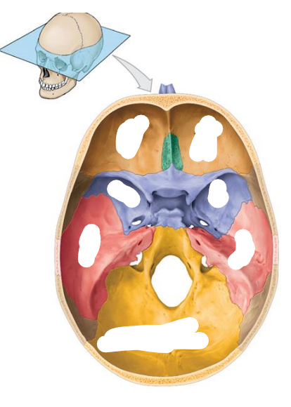 <p>Location of the Anterior cranial fossa? What bones do they compose of? (3) What organs do they contain?</p>