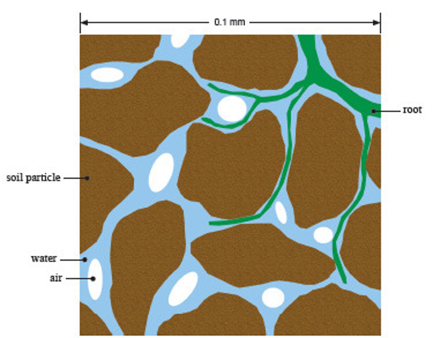 <p>The space between soil particles</p>