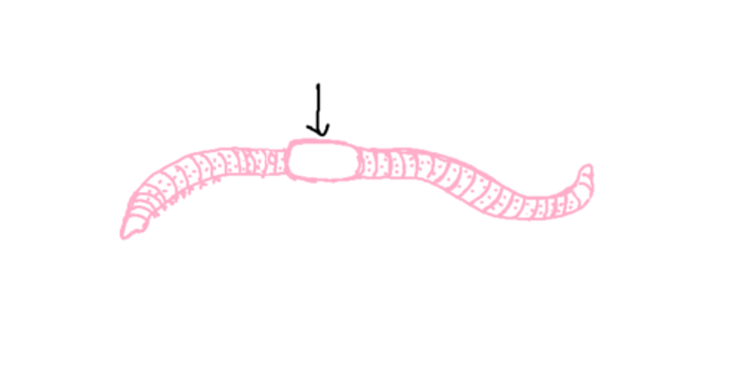 <p>clitellum: produces mucus for reproduction</p>