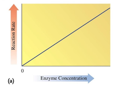 <ul><li><p>increasing enzyme concentration increases the rate of reaction</p></li><li><p>binds more substrate with enzyme (since there is more enzyme)</p></li></ul>