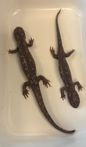 <p>Family: ambystomatidae</p><p>small yellow spot pattern</p>