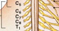 <p>Which plexus of the ventral rami:</p><ul><li><p>Includes ventral rami of spinal nerves C<sub>5</sub>-T<sub>1</sub> </p></li><li><p>Innervates pectoral girdle and upper limbs</p></li></ul><p></p>
