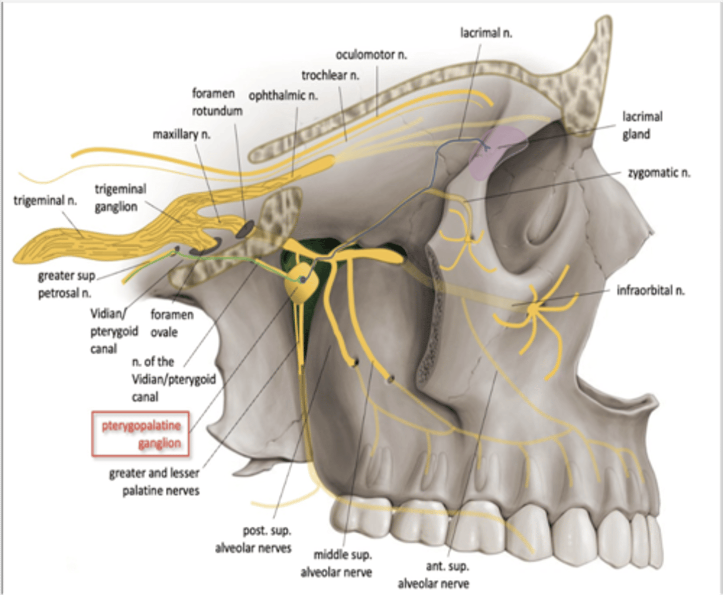 <p>Pterygopalatine ganglion</p>