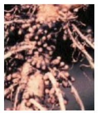 <p>You notice that one part of a plant is covered with small pinkish spherical</p><p>structures, as shown in the picture at right. What can you conclude?</p><p>A. The soil in which the plant is growing must be anaerobic.</p><p>B. The spherical structures contain the enzyme nitrogenase.</p><p>C. The plant has been colonized by Azotobacter.</p><p>D. The plant has been infected by a tumor virus.</p><p>E. The nitrification process is being carried out in the spherical structures</p>