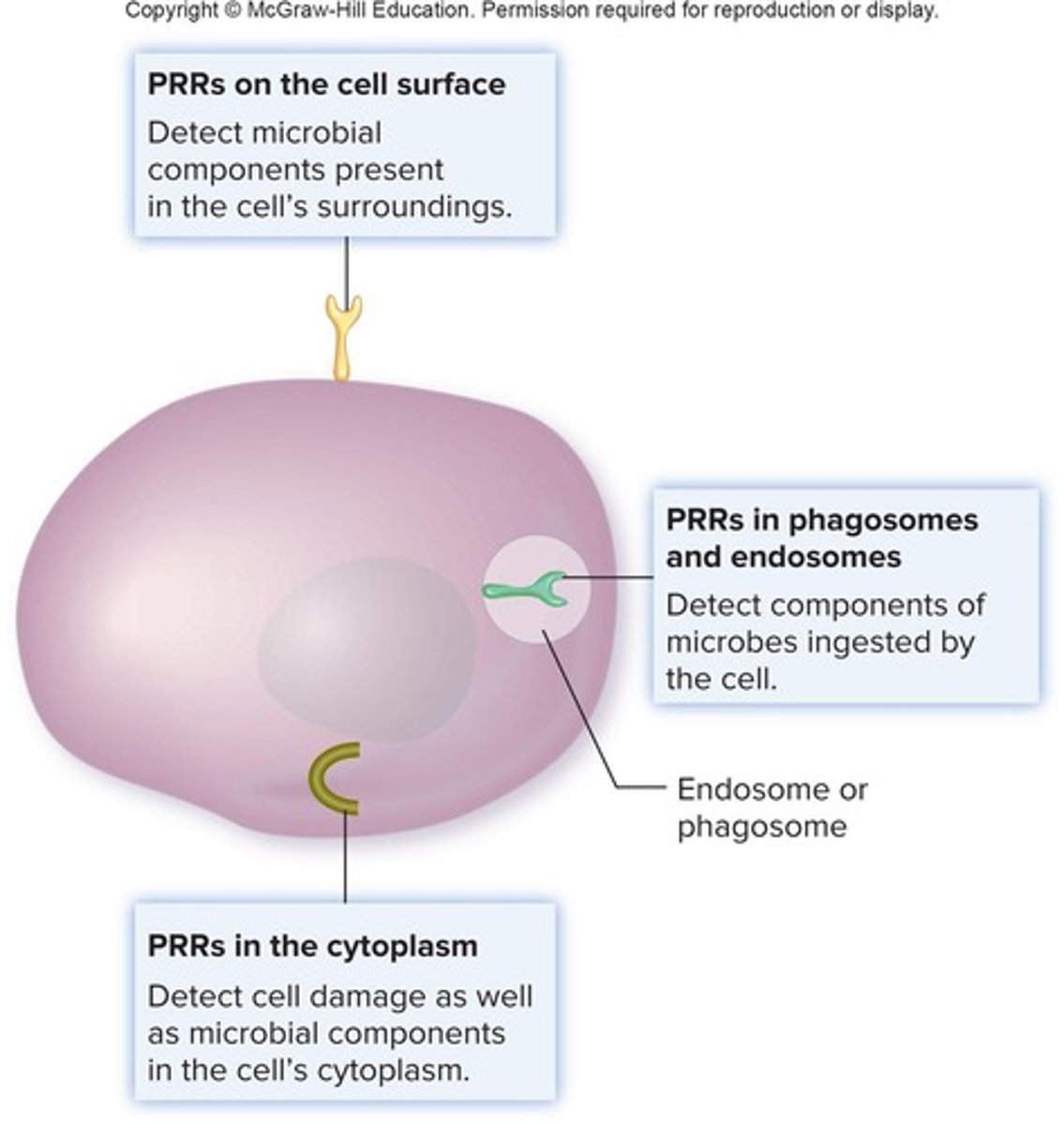 <p>Sensors that detect signs of microbial invasion and trigger immune responses.</p>