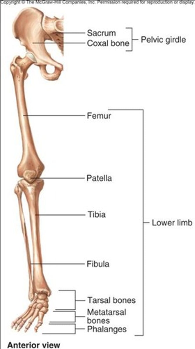 <p>contains 30 bones +inanimate bone</p>