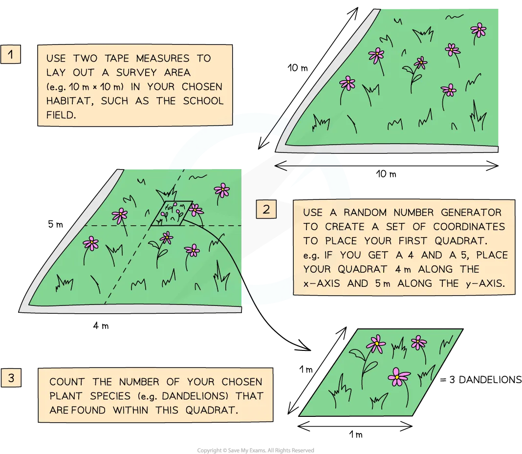 <p><span>Every organisms has an <strong>equal chance </strong>of being selected:</span></p><ul><li><p>used to get a representative sample of the area</p></li></ul><ul><li><p>measuring tapes are placed along two sides of the area & random numbers are used as coordinates to choose sampling points</p></li></ul><p></p>