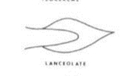 <p>Tapering to a long, lancelike point. </p>