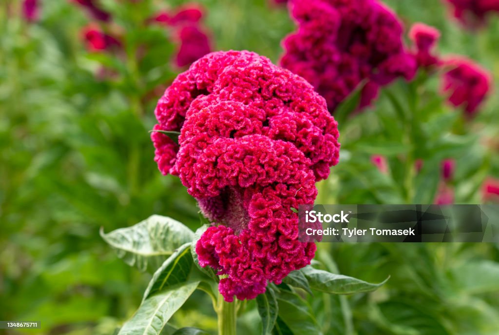 <p>What plant is this?</p>