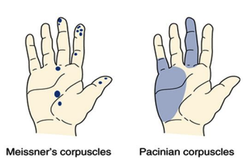 <p>The area that a sensory receptor monitors or detects.</p>
