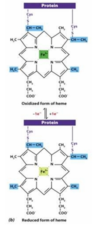 <p><strong>Structure: </strong>(e.g. of heme group)</p><ul><li><p>Iron bound to porphyrin ring (also found in hemoglobin)</p></li></ul><p><strong>Reactive site:</strong><span style="color: red"><strong> Iron (Fe2+ or Fe 3+)</strong></span></p><ul><li><p>Fe2+:reduced </p></li><li><p>Fe3+:oxidized</p></li></ul><p></p>