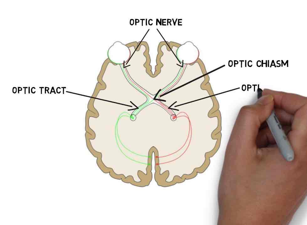 <p>What are optic nerves?</p>