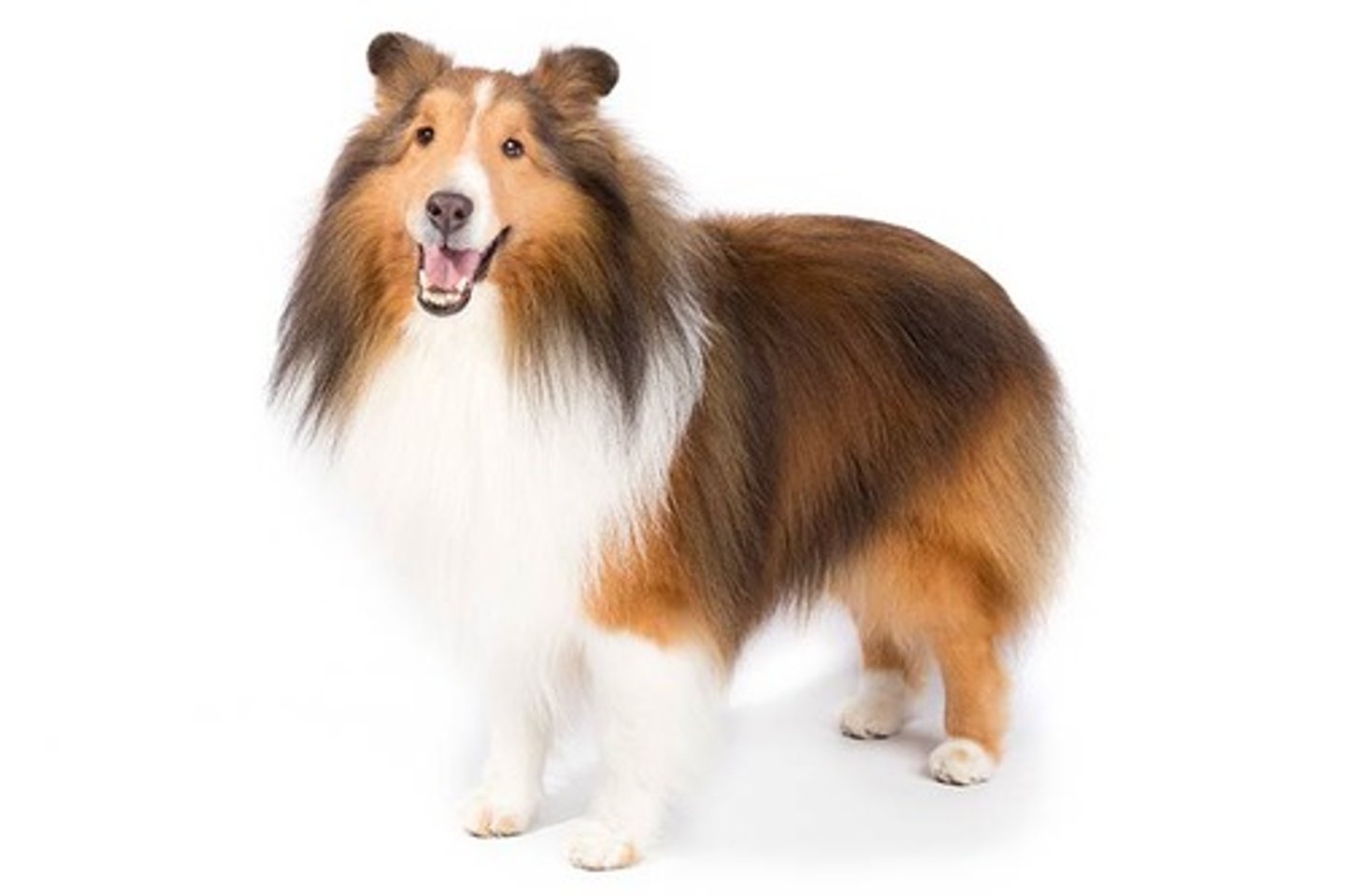 <p>Playful, Energetic, Bright</p><p>AKC Breed Popularity: Ranks 24 of 194</p><p>Height: 13-16 inches</p><p>Weight: 15-25 pounds</p><p>Life Expectancy: 12-14 years</p><p>Group: Herding Group</p>