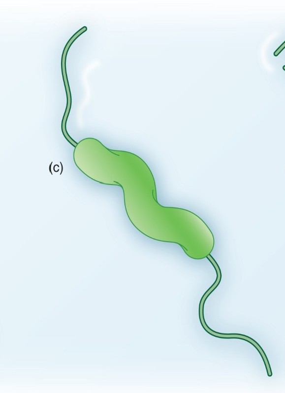 <p>Which arrangement of Flagella:</p><ul><li><p>Flagella at both poles of the cell</p></li></ul><p></p>
