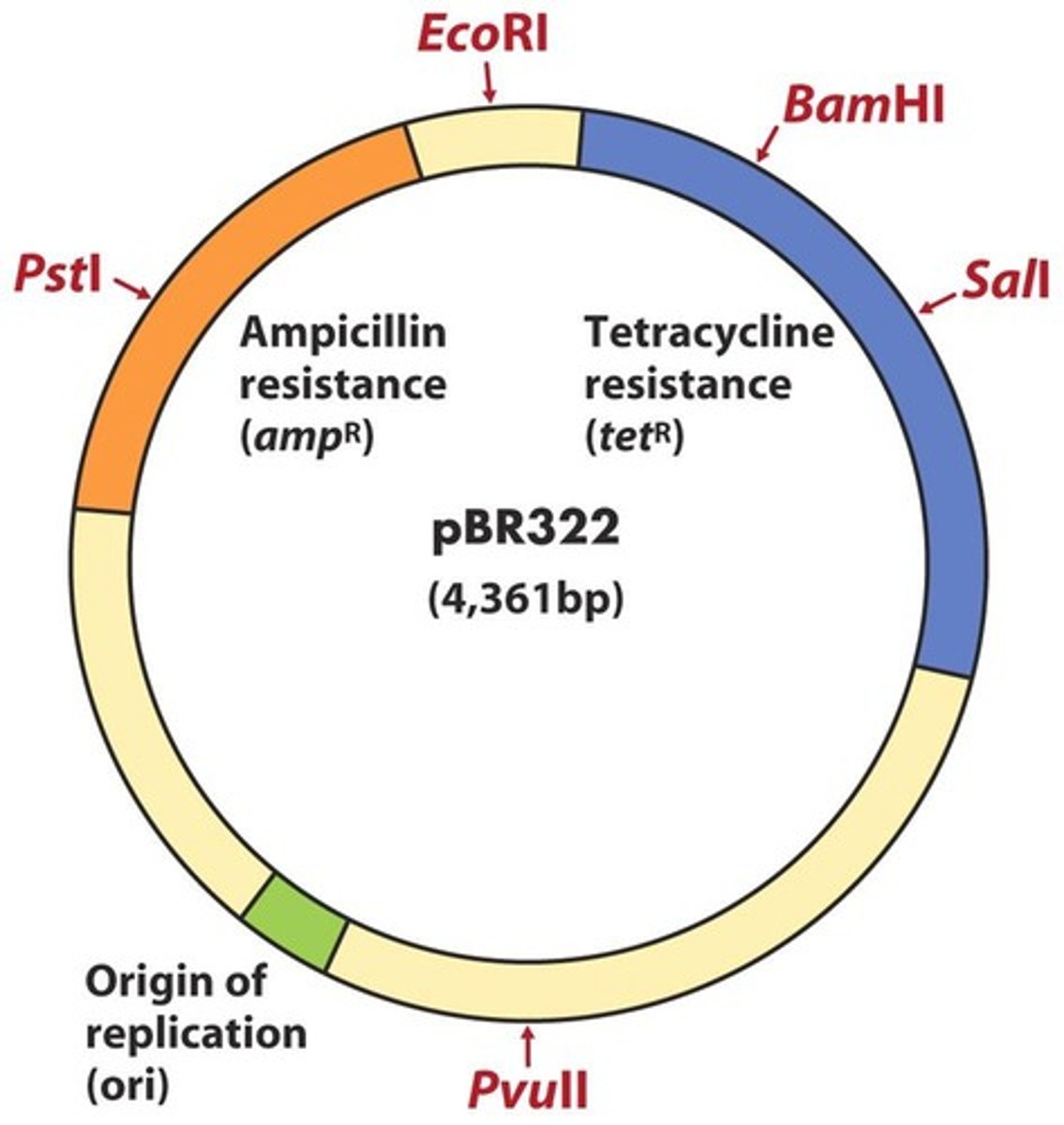 <p>a vector is a molecule to which the fragment of DNA to be cloned is joined</p><p>- pBR322 contains an origin of replication, 2 ABX-resistance genes (ampicillin and tetracycline), and &gt;40 unique restriction sites; provides ABX resistance</p><p>- testing can then be done to isolate the bacteria that successfully integrated the pBR322 vector</p>