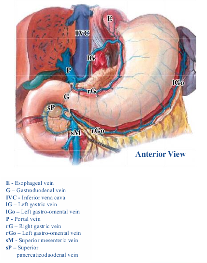 <p>-pattern of veins closely matches arteries with respect to drainage of esophagus, stomach, duodenum, pancreas, and spleen</p><p>-veins do NOT drain to inferior vena cava directly; they joint to form the <strong>hepatic portal vein</strong></p><p>-veins draining intraperitoneal parts of gut also run through mesenteries to reach the portal vein</p><p>-portal vein goes through the hepatoduodenal ligament to reach the liver</p>