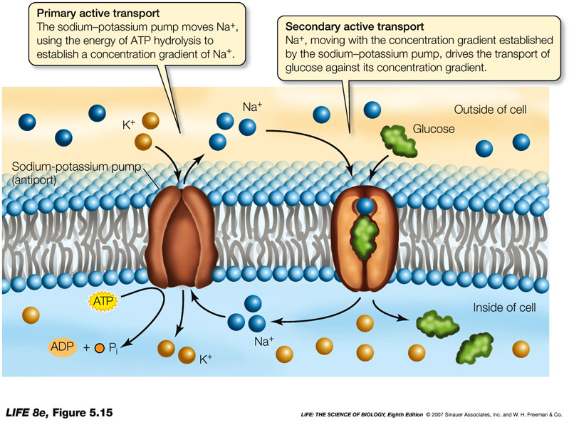 uses the energy of a chemical gradient to drive the movement 

will move with the molecule using active transport into the desired location