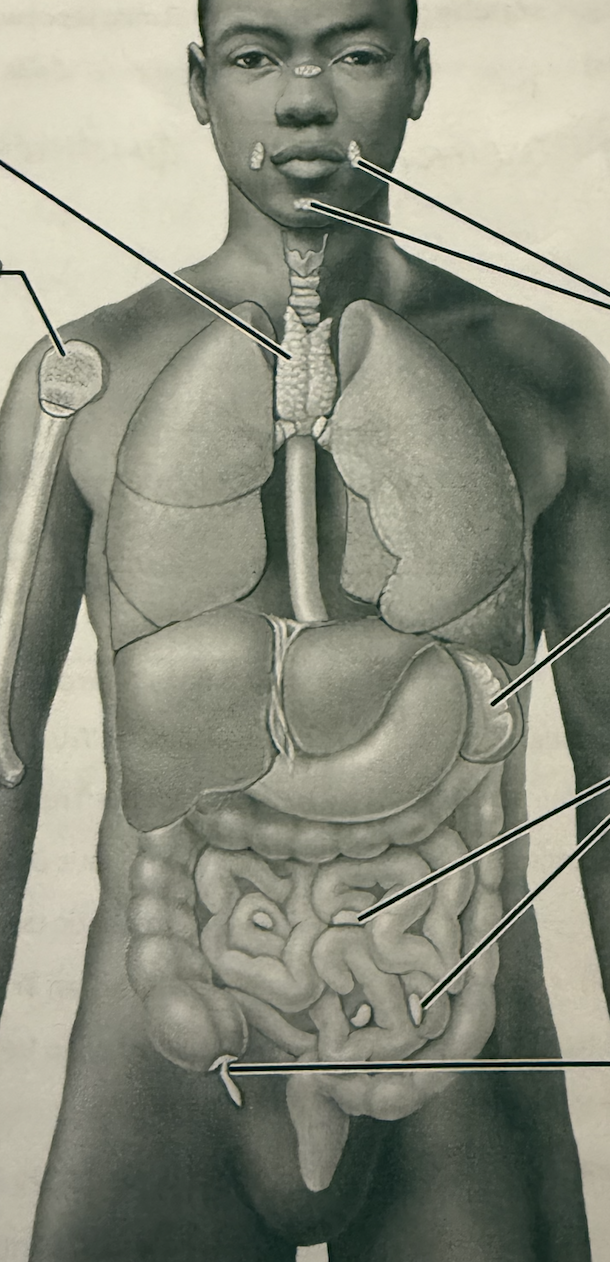 <p>Identify the following:</p>