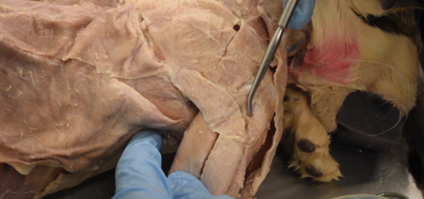<p>name this muscle</p>