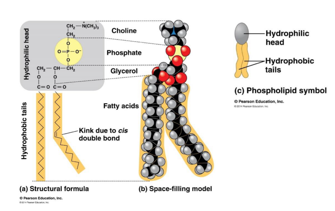 <ul><li><p>most important function of FA in cells is in the construction of cell membranes </p></li><li><p>phospholipids are major constituents of cell membranes </p></li><li><p>1 glycerol + 2 FA + third OH group of glycerol joined to a <strong>negatively-charged phosphate group </strong>= phospholipid </p></li><li><p>additional small molecules, usually charged or polar (e.g. serine, choline and inositol) can be linked to the phosphate group to form a variety of phospholipids </p></li></ul><p></p>