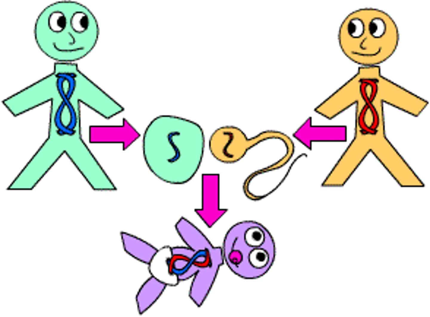 <p>Process by which male and female gametes of the same species combine to make a new organism. Offspring receive a combination of the genetic information from both parents.<strong>  </strong></p>