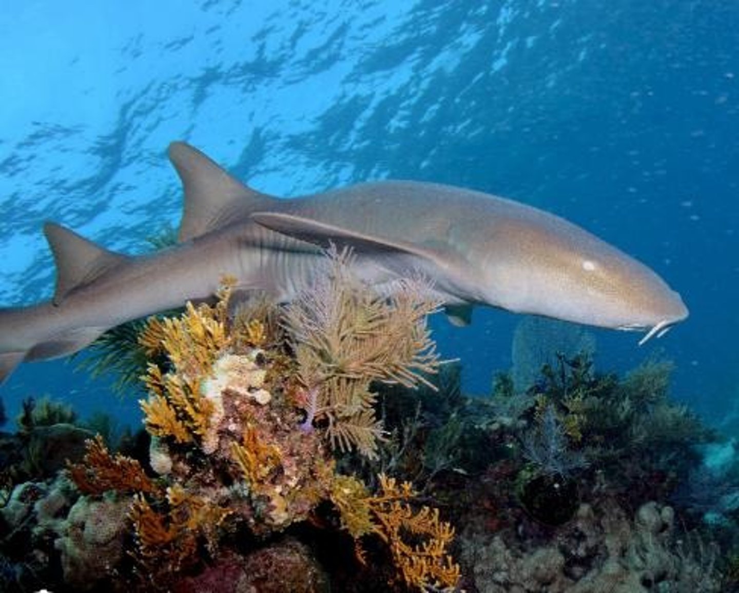 <p>Large shark species feeding on seafloor invertebrates.</p>