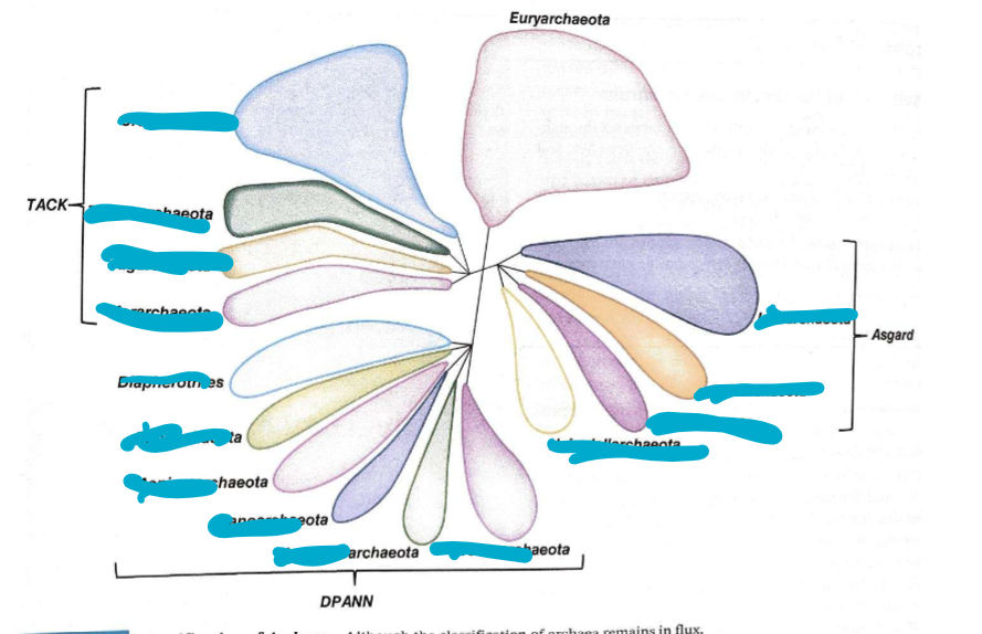 <p>Archaea classification </p>