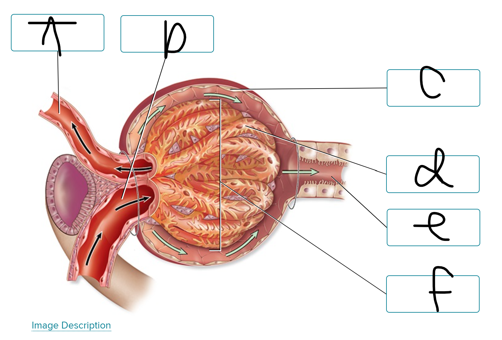 <p>label renal corpuscle </p>