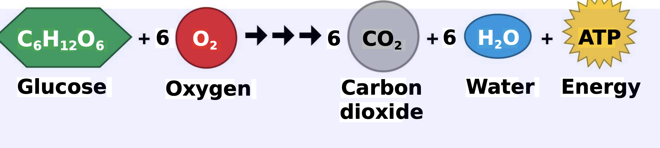 .During cellular respiration, food molecules are broken down to form carbon dioxide (that we exhale as waste). The energy that was stored in the food is released as the food is broken down, and the released energy is transferred into the energy stored by ATP. \n .This is not accomplished in a single chemical reaction. Instead it is a series of very complex biochemical steps. \n .Respiration is an aerobic process. Aerobic means that it requires oxygen. We will see that the last step is the oxygen-requiring step.

In cellular respiration, glucose and oxygen are consumed and carbon dioxide and water are produced as the energy from glucose is transferred to ATP. However, this equation does not describe the actual chemistry that occurs. \n .Respiration takes place through a series of processes that involve oxidation-reduction reactions that ultimately transfers the energy in glucose to ATP. We will see that during these processes, the glucose in converted to carbon dioxide, and the \n oxygen is converted to water.