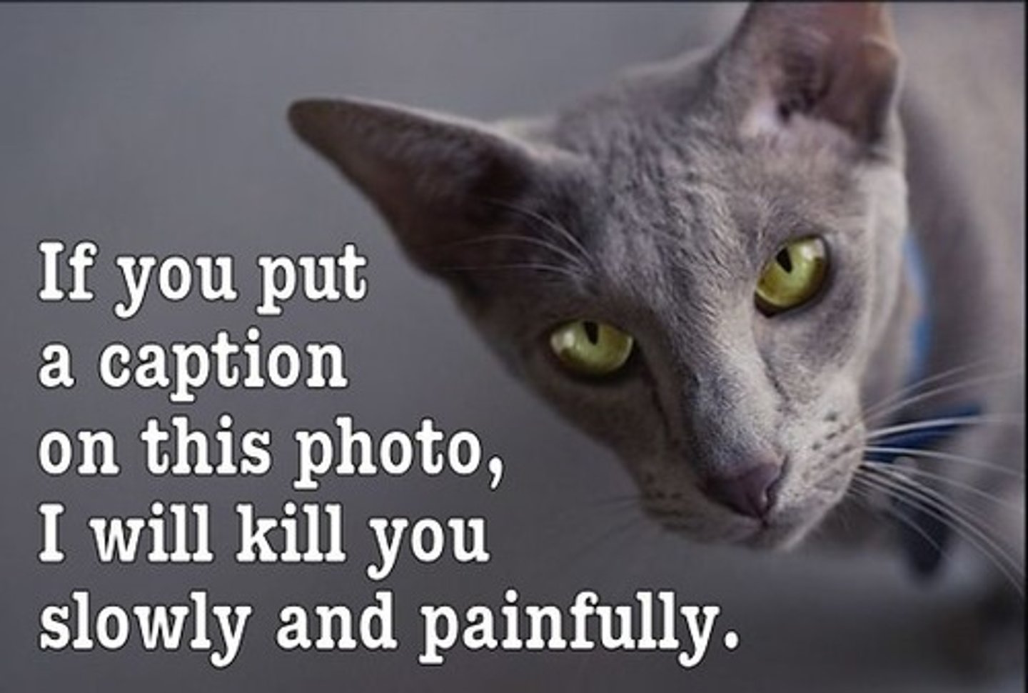 <p>small text found near a picture that provides important information about the picture</p>