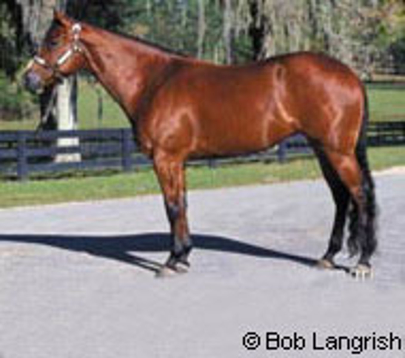 <p>- Original to US</p><p>- derived from East Coast Chickasaw and the English Thoroughbreds</p><p>- Extensively bred for ranch work in Western US</p><p>- Largest numbers in US</p>
