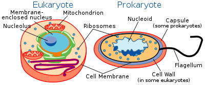 produces protein (both)