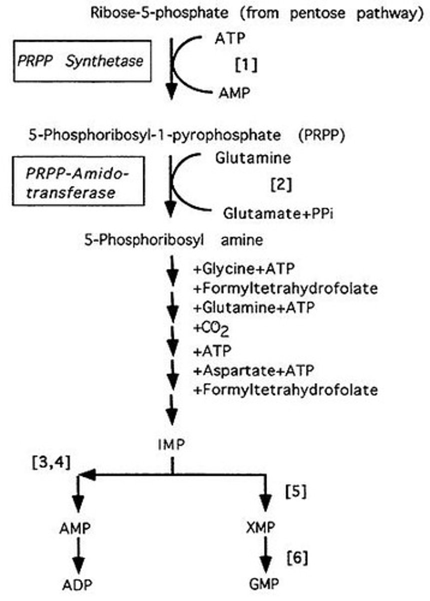 <p>Purine rings are synthesized starting from ribose sugar, while pyrimidine rings are synthesized separately from the sugar and then attached.</p>