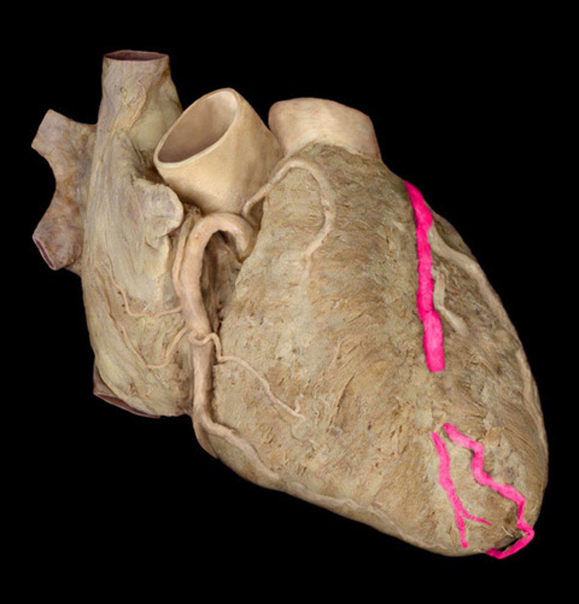 <p>left side of the heart, wraps around the front</p>