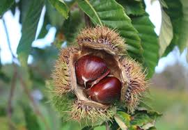 <p><span>A round brown nut, protected by a large bur.</span></p><p><span>Demogorgon ahh look.</span></p>