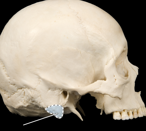 <p><span><strong>Mastoid process</strong></span></p>
