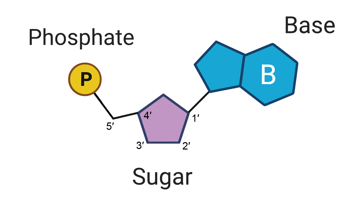 <p>A DNA Nucleotide contains a ribose sugar (Deoxyribose), a phosphate group, an OH group, and a nitrogenous base (A,C,G,T)</p>
