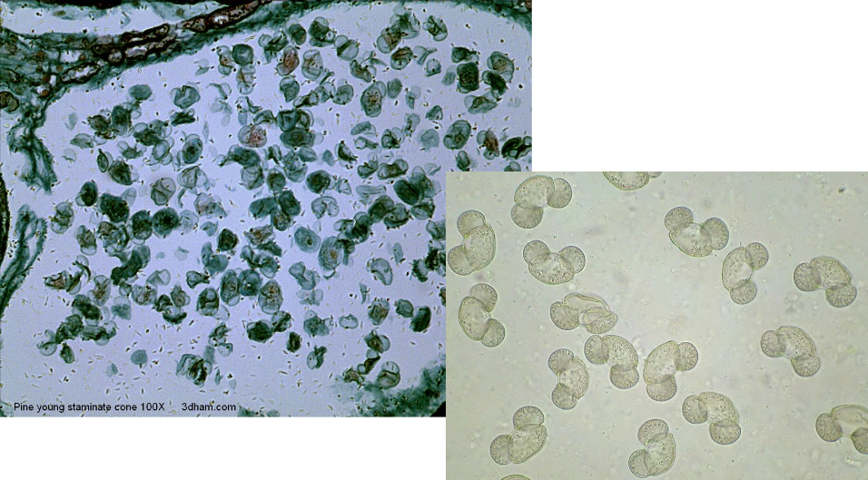 <p>what are 2 significant characteristics of male pollen grain?</p>