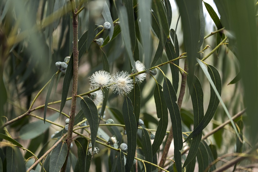 Eucalyptus spp.